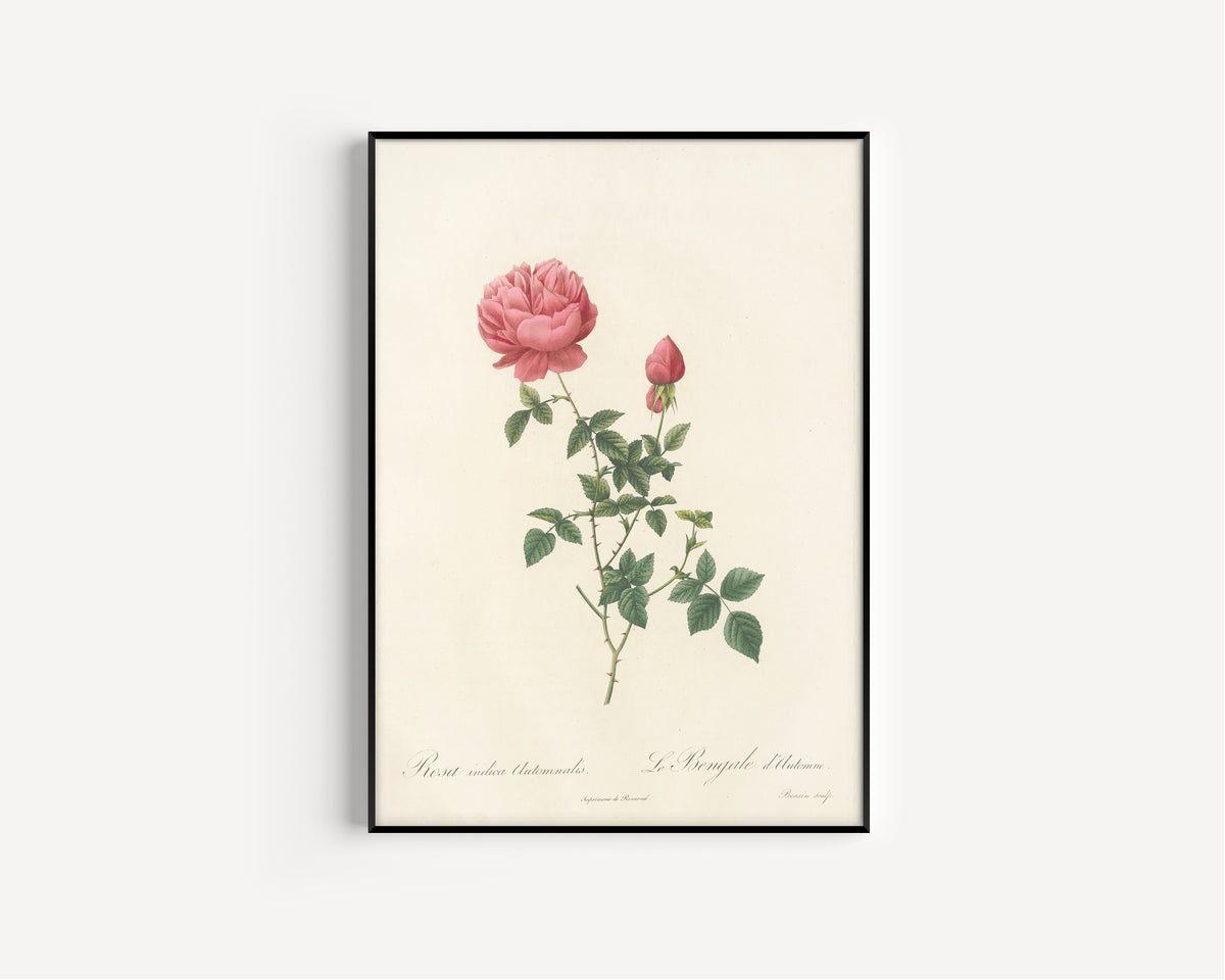 Framed art print of Les Roses: Rosa Indica Automnalis by Pierre-Joseph Redouté, in a slim black frame on a plain white wall