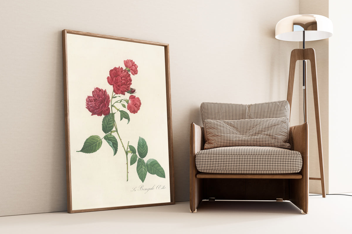 Framed art print of Les Roses: Rosa Indica Caryophyllea by Pierre-Joseph Redouté, leaning against a wall beside an armchair and a floor lamp
