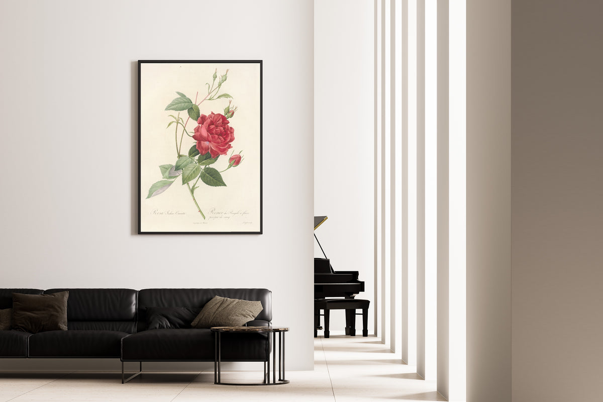 Pierre-Joseph Redouté — Les Roses: Rosa Indica Cruenta | Botanical Illustration Print