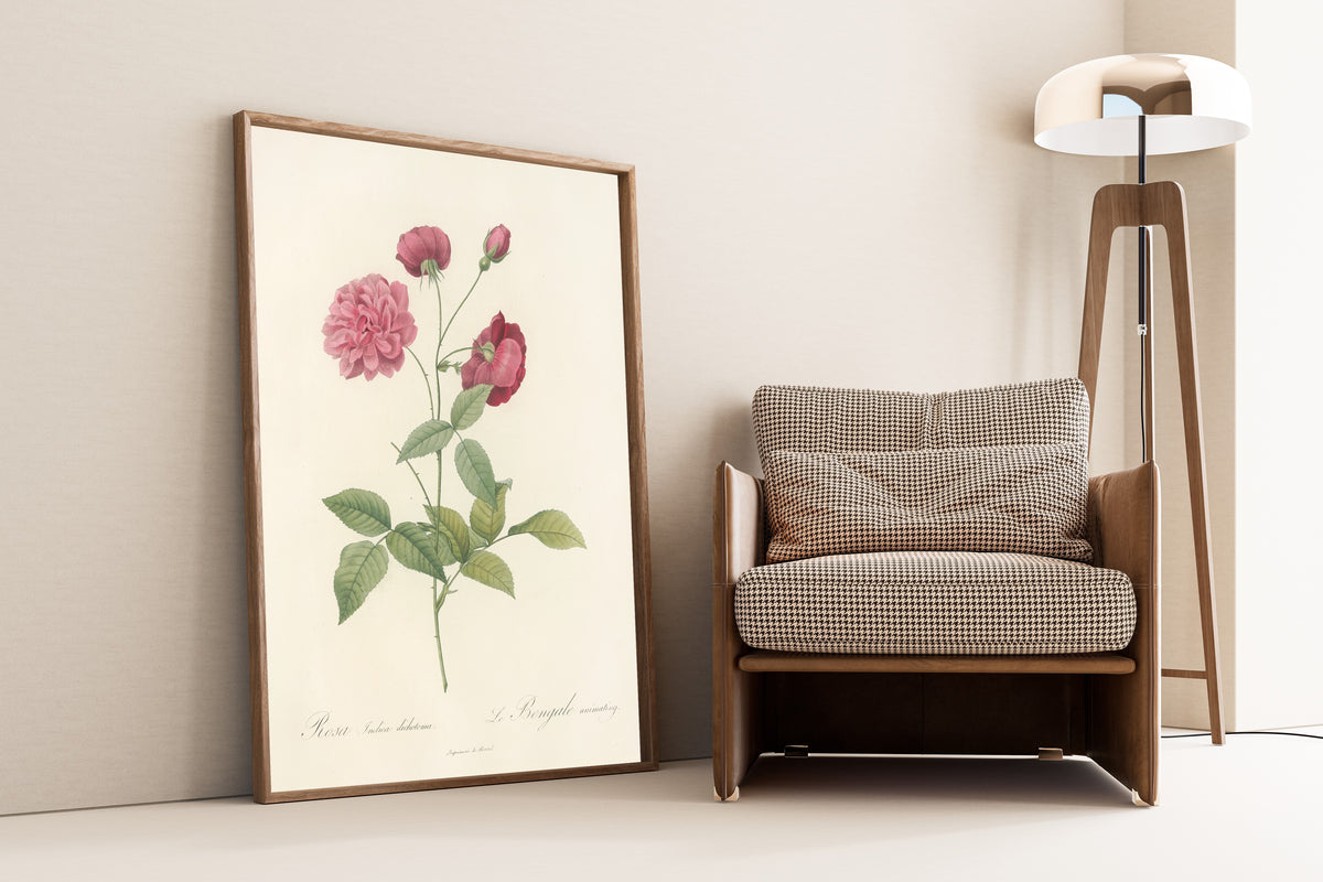 Framed art print of Les Roses: Rosa Indica Dichotoma by Pierre-Joseph Redouté, leaning against a wall beside an armchair and a floor lamp