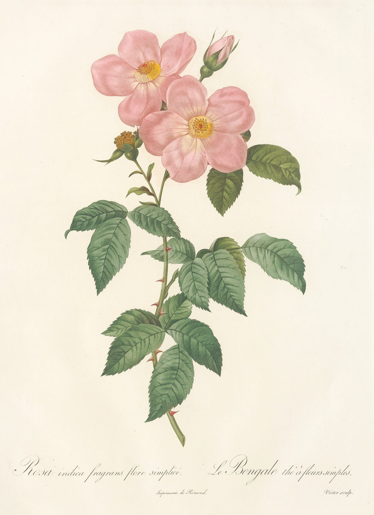 Les Roses: Rosa Indica Fragrans Flore Simplici by Pierre-Joseph Redouté — Two open pink single roses with golden centres and a pale bud
