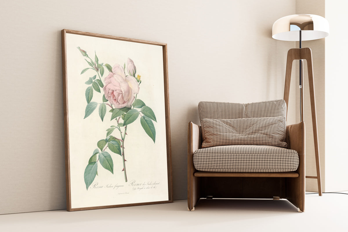 Framed art print of Les Roses: Rosa Indica Fragrans by Pierre-Joseph Redouté, leaning against a wall beside an armchair and a floor lamp
