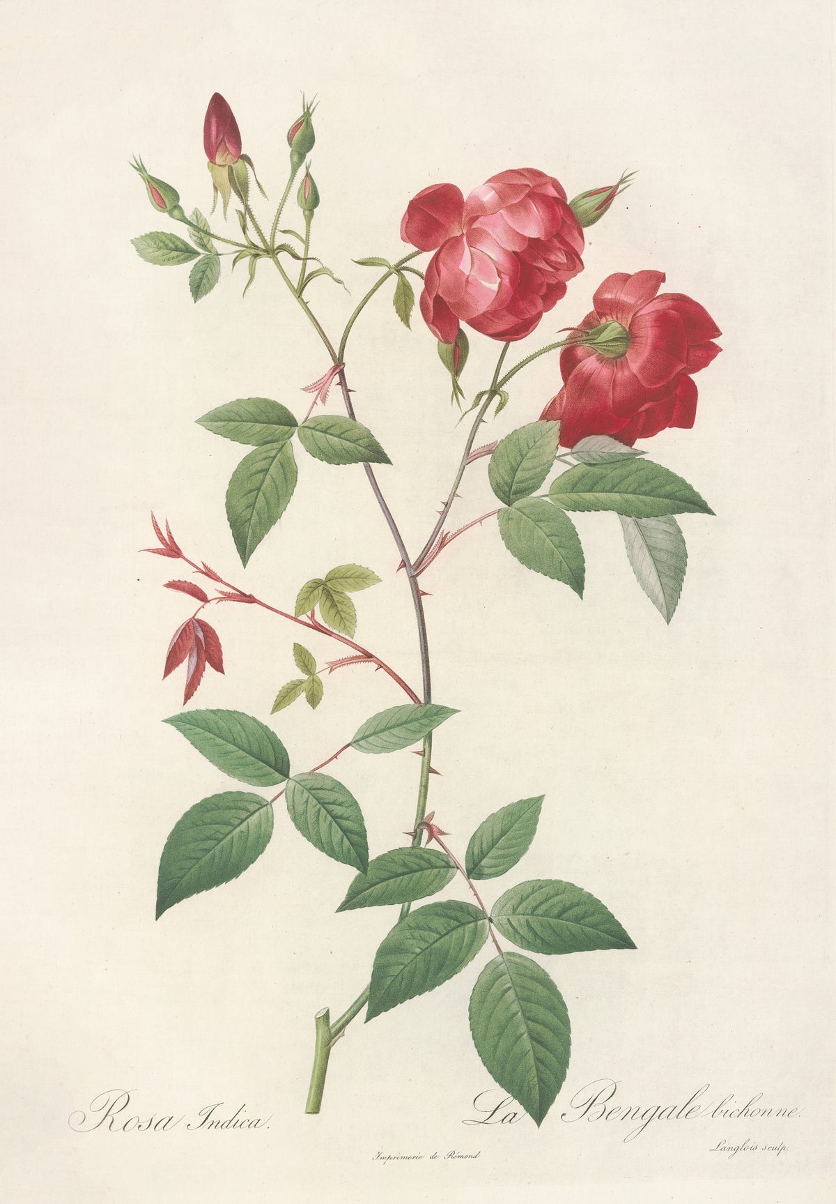 Les Roses: Rosa Indica (La Bengale Bichonne) by Pierre-Joseph Redouté — Two crimson double roses with a spray of buds on a thorny stem