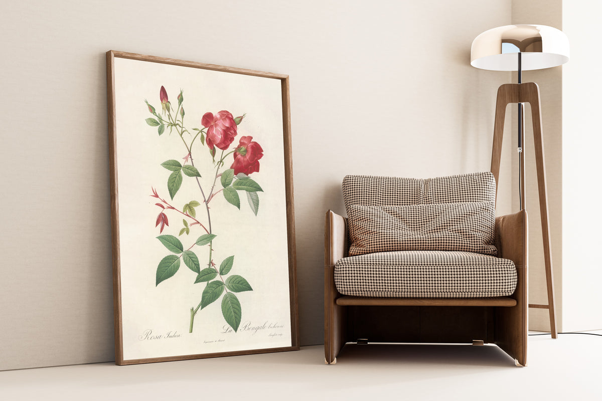Framed art print of Les Roses: Rosa Indica (La Bengale Bichonne) by Pierre-Joseph Redouté, leaning against a wall beside an armchair and a floor lamp