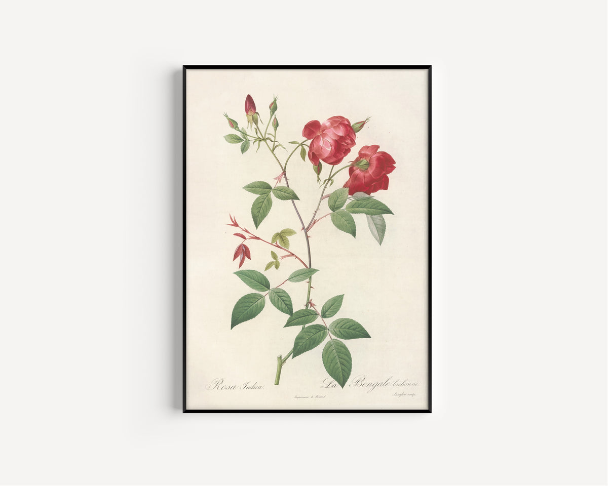 Framed art print of Les Roses: Rosa Indica (La Bengale Bichonne) by Pierre-Joseph Redouté, in a slim black frame on a plain white wall