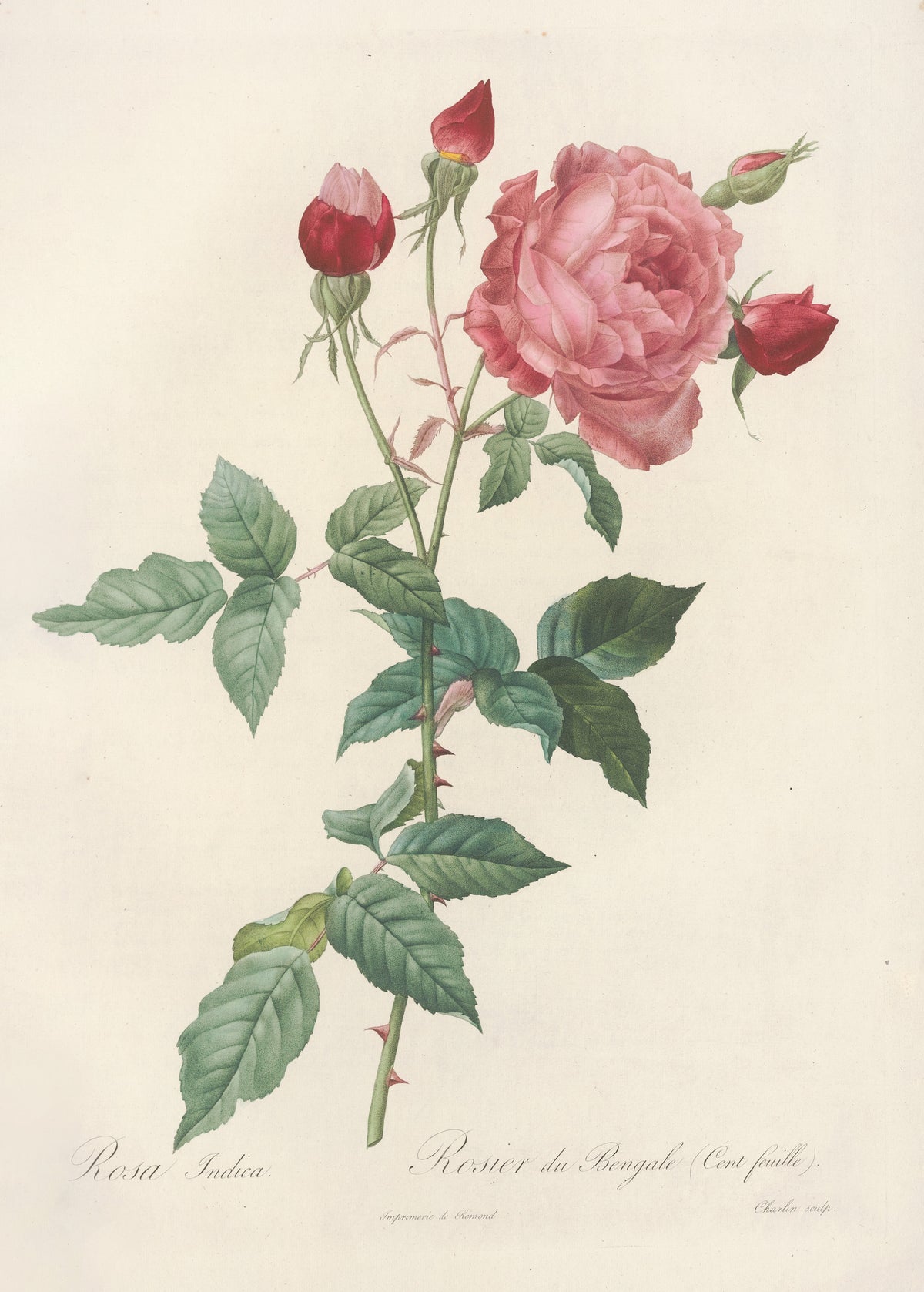 Les Roses: Rosa Indica (Rosier du Bengale Cent-feuilles) by Pierre-Joseph Redouté — A pink double rose and four crimson buds on a tall, thorned stem