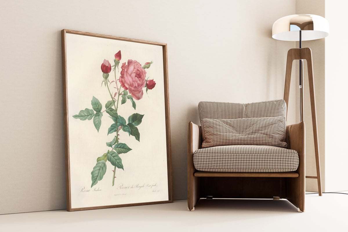 Framed art print of Les Roses: Rosa Indica (Rosier du Bengale… by Pierre-Joseph Redouté, leaning against a wall beside an armchair and a floor lamp