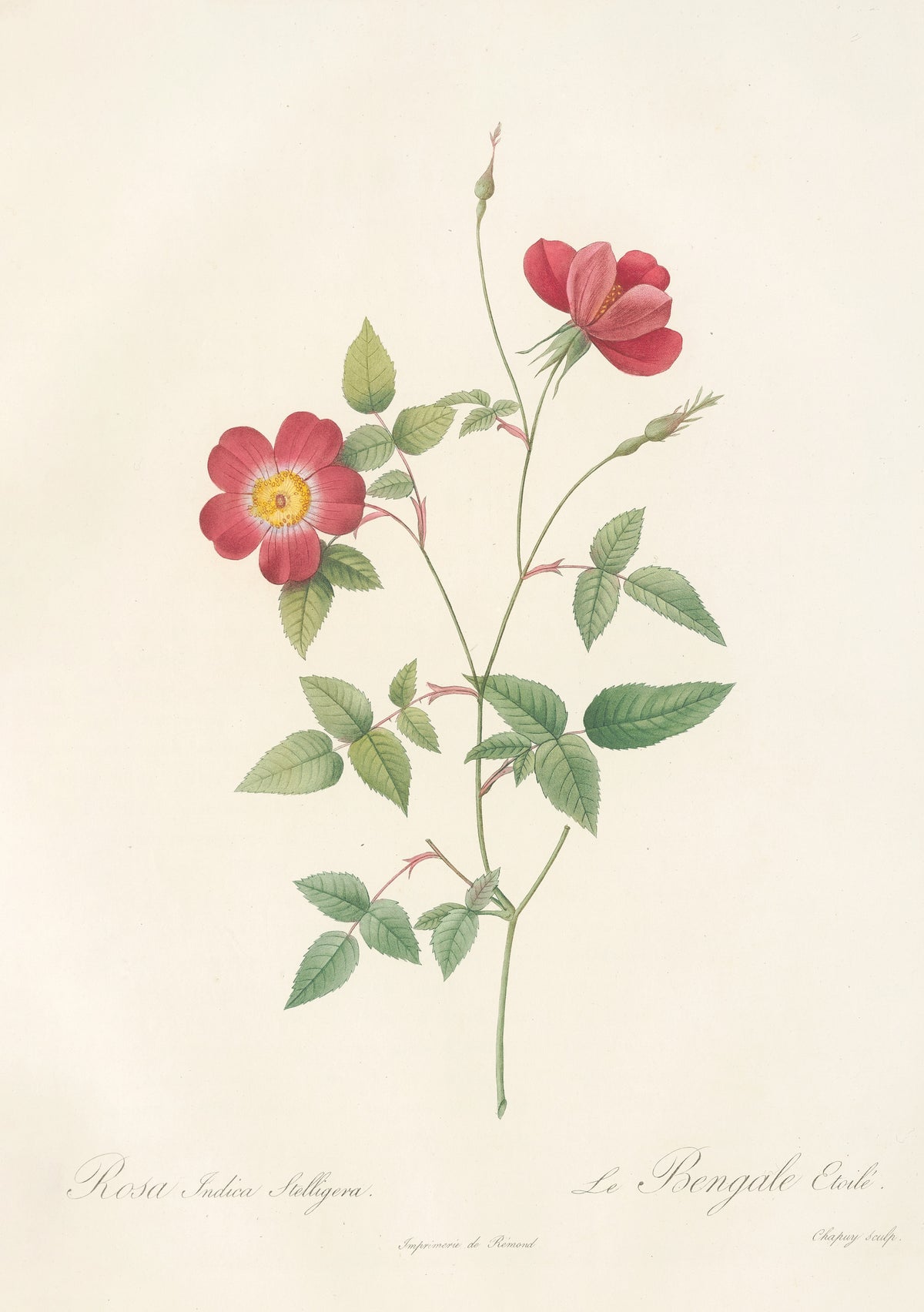 Les Roses: Rosa Indica Stelligera by Pierre-Joseph Redouté — Two crimson single roses on a slender, wandering stem