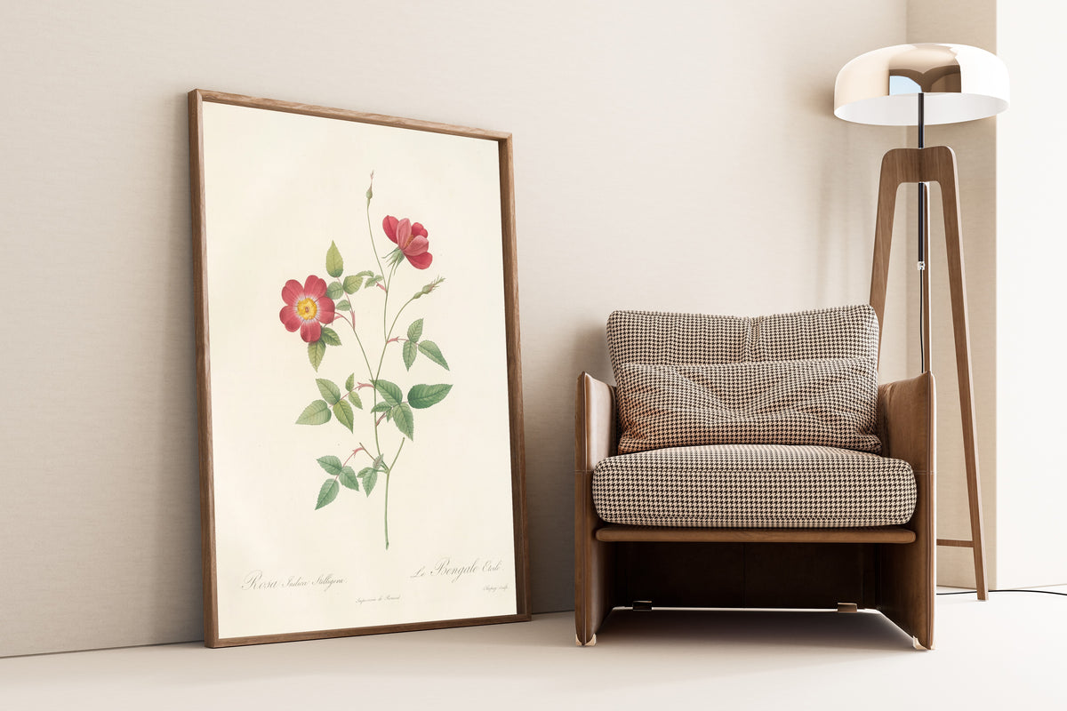Framed art print of Les Roses: Rosa Indica Stelligera by Pierre-Joseph Redouté, leaning against a wall beside an armchair and a floor lamp