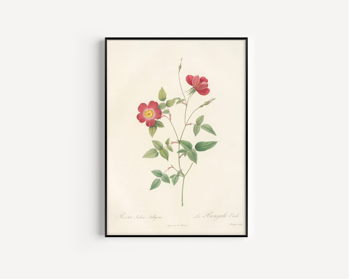 Framed art print of Les Roses: Rosa Indica Stelligera by Pierre-Joseph Redouté, in a slim black frame on a plain white wall
