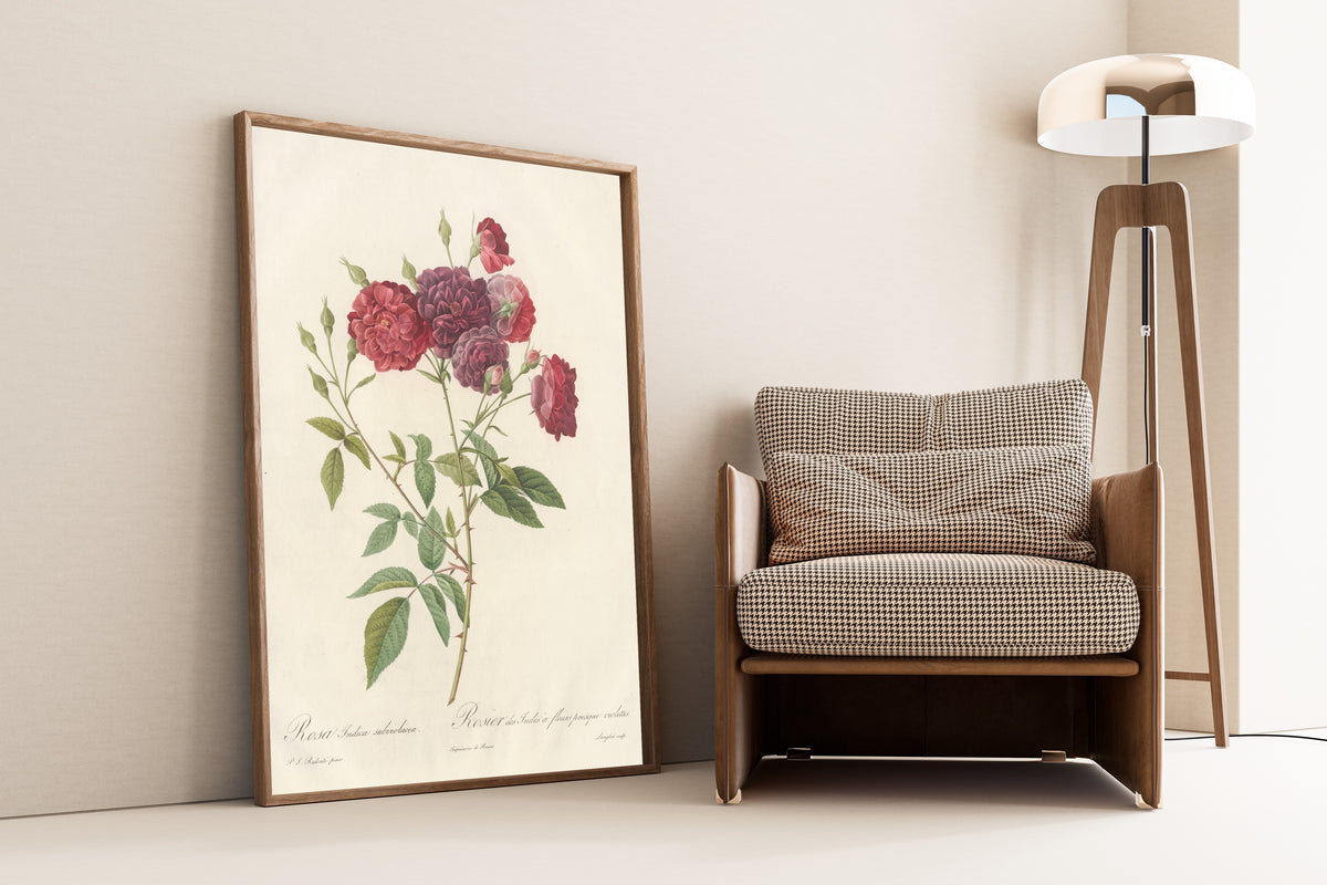 Framed art print of Les Roses: Rosa Indica Subviolacea by Pierre-Joseph Redouté, leaning against a wall beside an armchair and a floor lamp