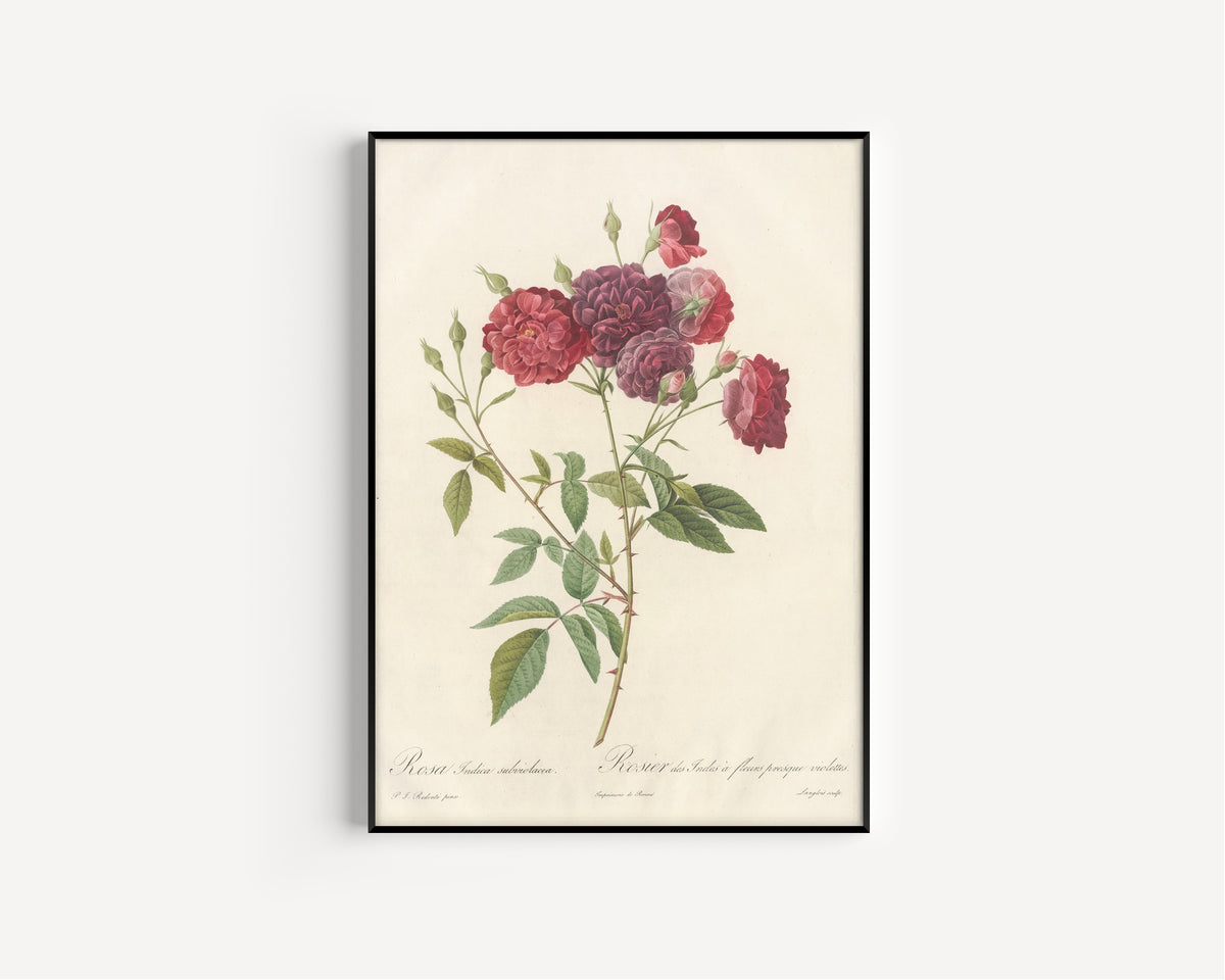 Framed art print of Les Roses: Rosa Indica Subviolacea by Pierre-Joseph Redouté, in a slim black frame on a plain white wall