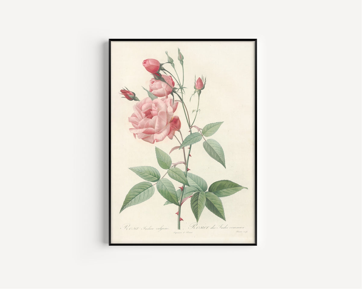 Framed art print of Les Roses: Rosa Indica Vulgaris by Pierre-Joseph Redouté, in a slim black frame on a plain white wall
