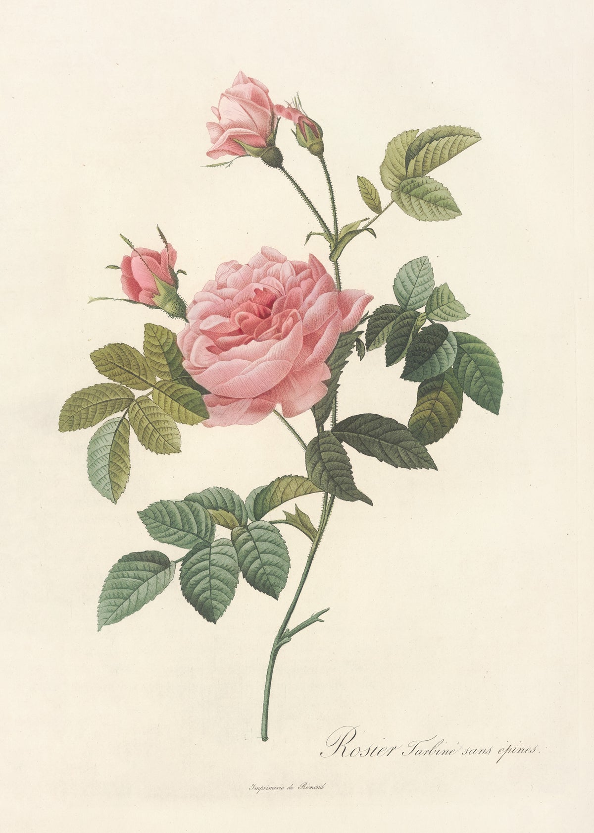 Les Roses: Rosa Inermis by Pierre-Joseph Redouté — A ruffled pink double rose with three buds on a smooth green stem
