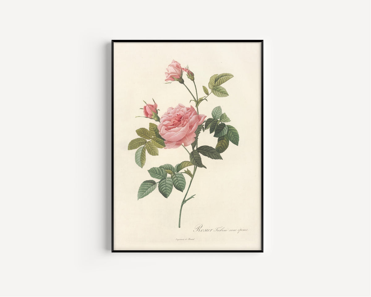 Framed art print of Les Roses: Rosa Inermis by Pierre-Joseph Redouté, in a slim black frame on a plain white wall