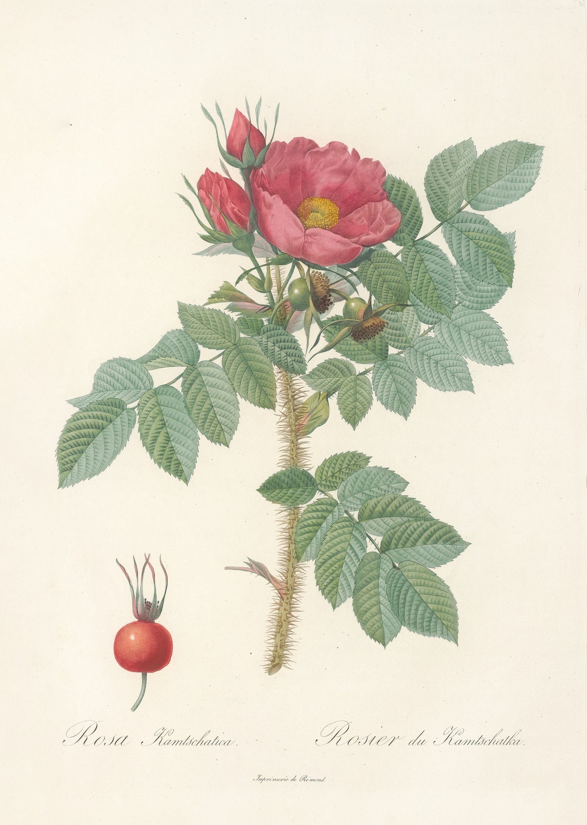 Les Roses: Rosa Kamtschatica by Pierre-Joseph Redouté — A deep rose bloom with crimson buds, green hips and a ripe red hip