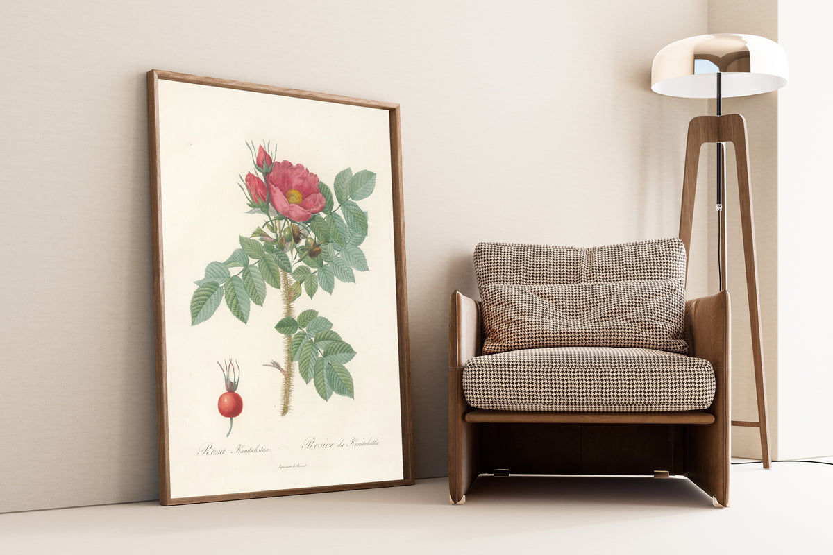 Framed art print of Les Roses: Rosa Kamtschatica by Pierre-Joseph Redouté, leaning against a wall beside an armchair and a floor lamp
