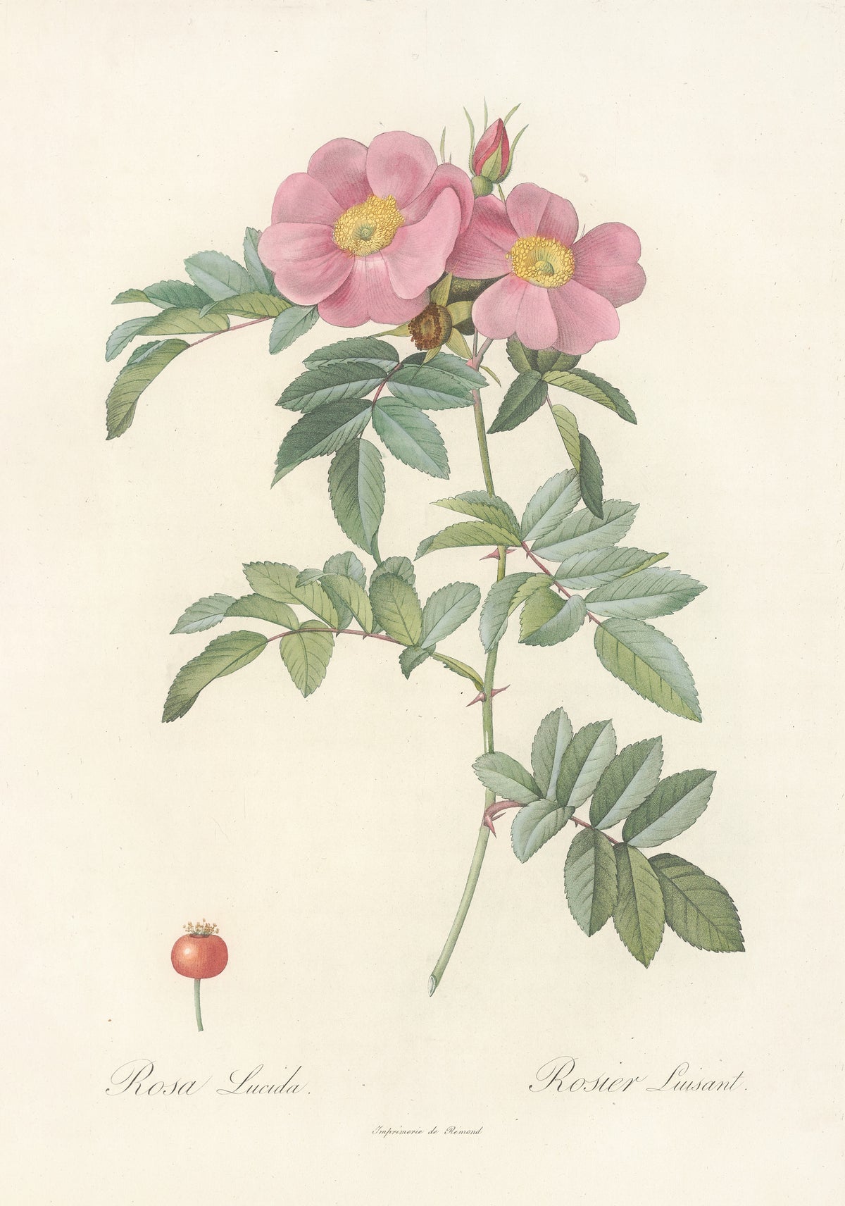 Les Roses: Rosa Lucida by Pierre-Joseph Redouté — Two open pink roses with yellow centres above a single red hip