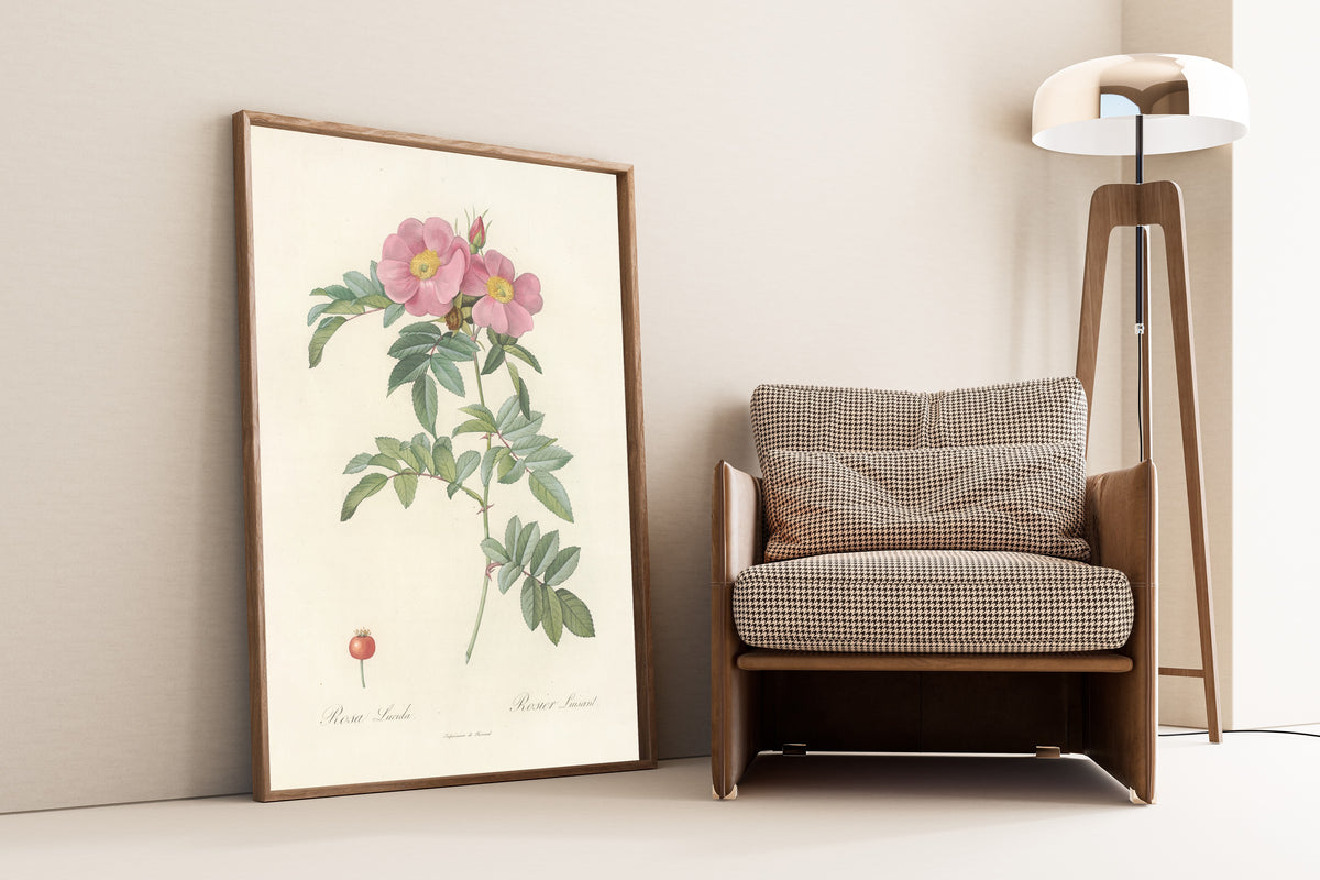 Framed art print of Les Roses: Rosa Lucida by Pierre-Joseph Redouté, leaning against a wall beside an armchair and a floor lamp