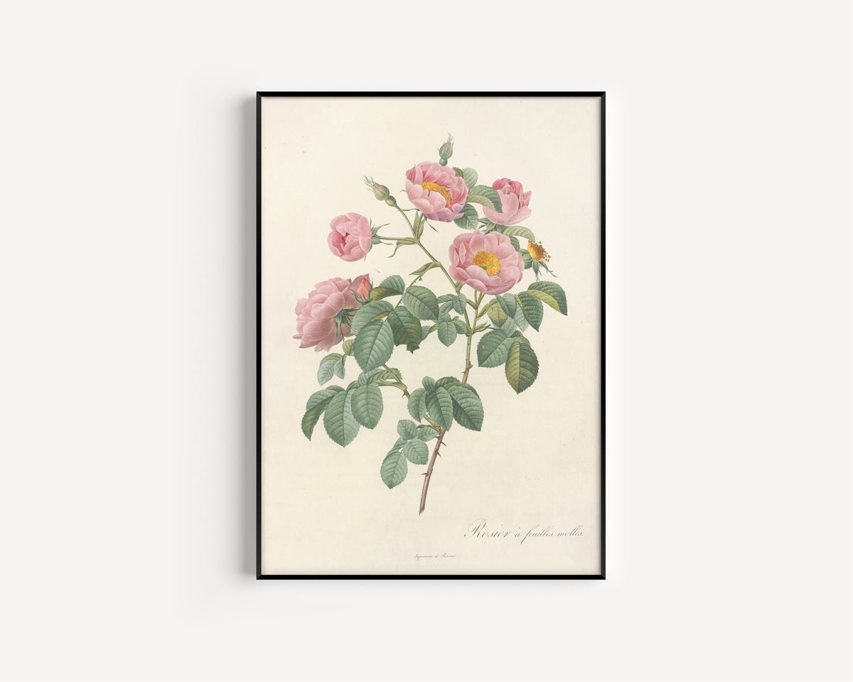 Framed art print of Les Roses: Rosa Mollissima Flore Submultiplici by Pierre-Joseph Redouté, in a slim black frame on a plain white wall