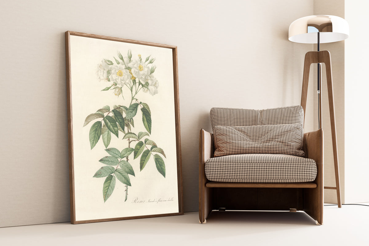 Framed art print of Les Roses: Rosa Moschata Flore Semi-Pleno by Pierre-Joseph Redouté, leaning against a wall beside an armchair and a floor lamp