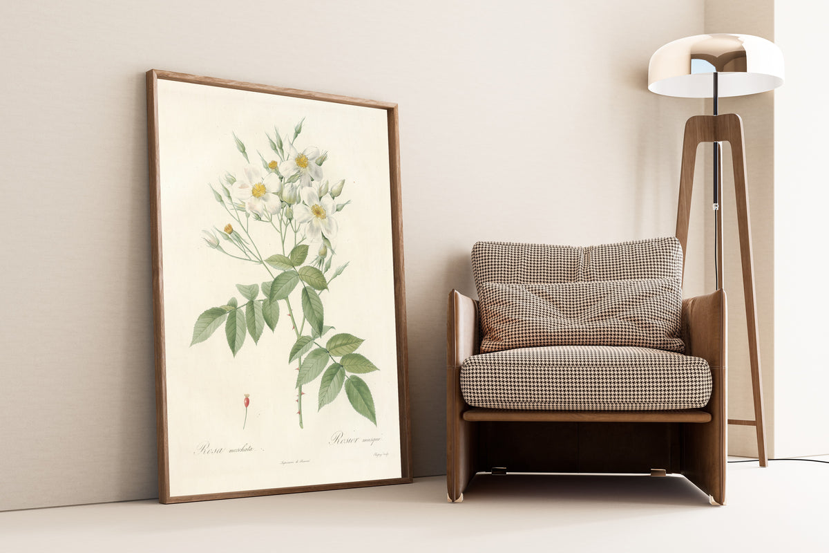 Framed art print of Les Roses: Rosa Moschata by Pierre-Joseph Redouté, leaning against a wall beside an armchair and a floor lamp