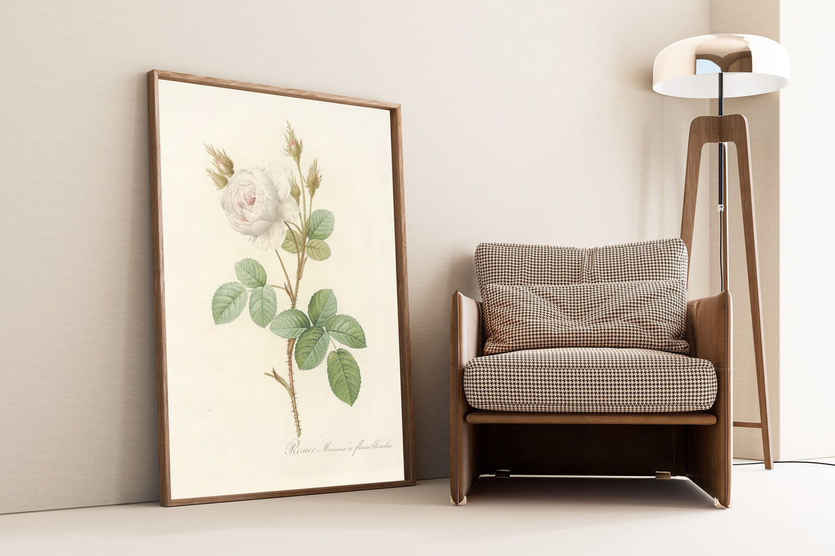 Framed art print of Les Roses: Rosa Muscosa Alba by Pierre-Joseph Redouté, leaning against a wall beside an armchair and a floor lamp