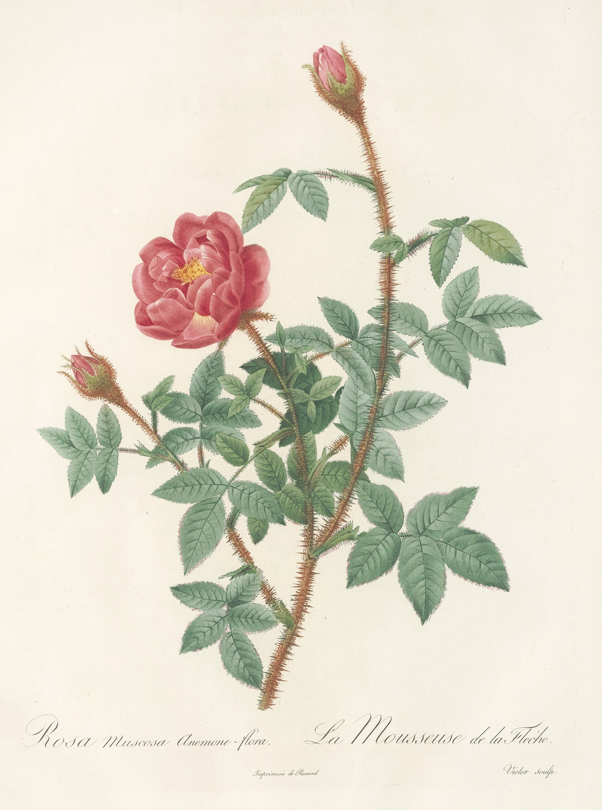 Les Roses: Rosa Muscosa Anemone-Flora by Pierre-Joseph Redouté — A crimson double rose and two buds on bristly, mossy stems