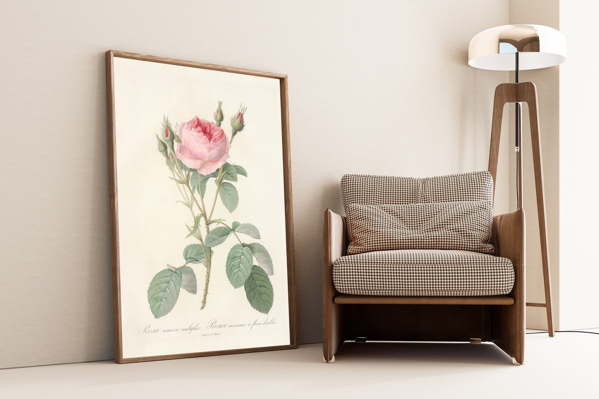Pierre-Joseph Redouté — Les Roses: Rosa Muscosa Multiplex | Botanical Illustration Print