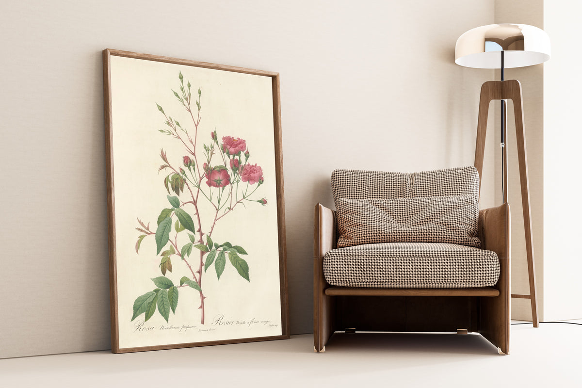 Framed art print of Les Roses: Rosa Noisettiana Purpurea by Pierre-Joseph Redouté, leaning against a wall beside an armchair and a floor lamp