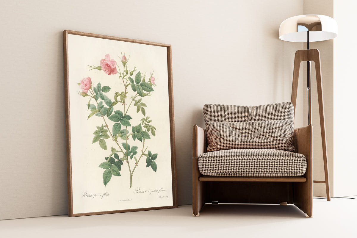Framed art print of Les Roses: Rosa Parvi-Flora (Var. Flore Multiplici) by Pierre-Joseph Redouté, leaning against a wall beside an armchair and a floor lamp