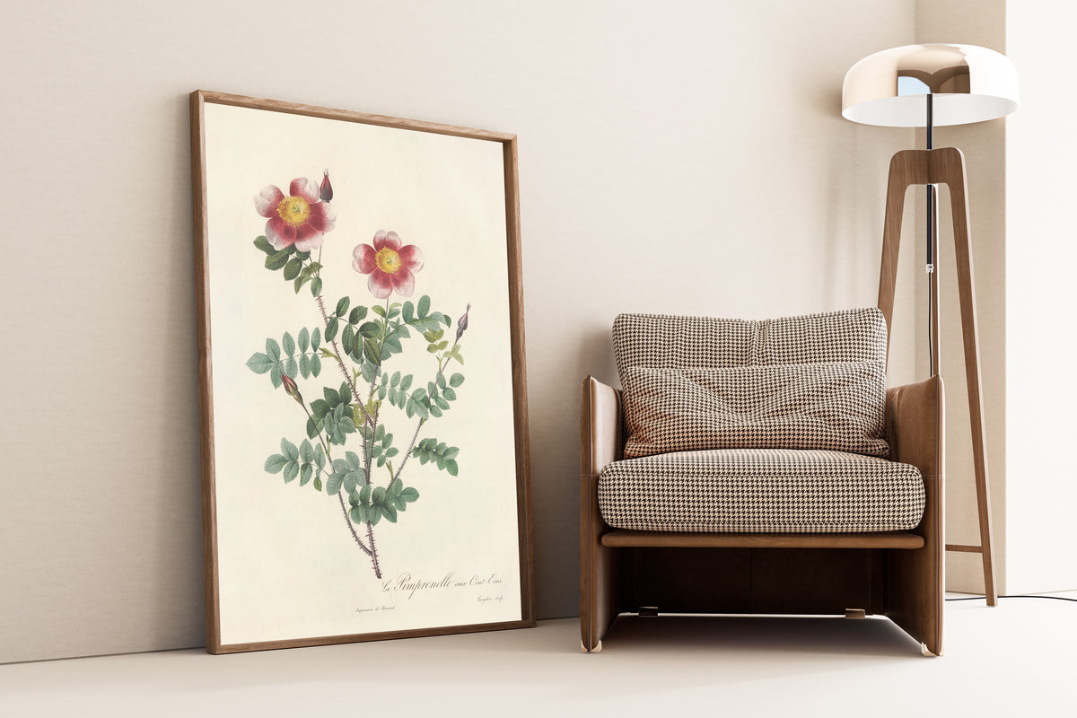 Framed art print of Les Roses: Rosa Pimpinellifolia (La Pimprenelle aux… by Pierre-Joseph Redouté, leaning against a wall beside an armchair and a floor lamp