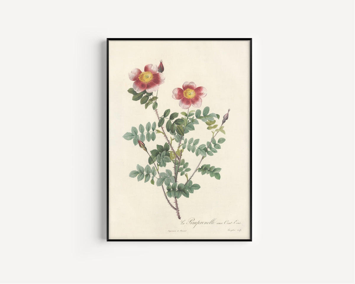 Framed art print of Les Roses: Rosa Pimpinellifolia (La Pimprenelle aux Cent-Écus) by Pierre-Joseph Redouté, in a slim black frame on a plain white wall