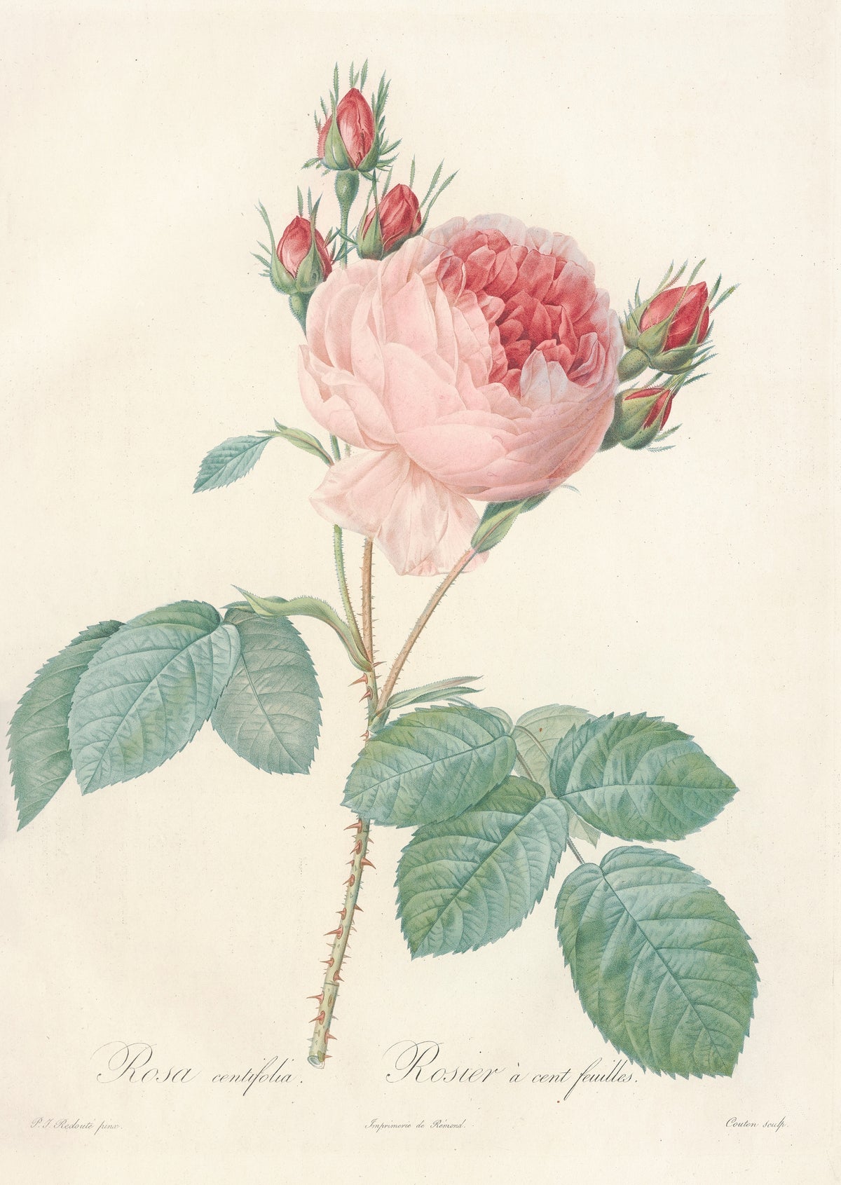 Pierre-Joseph Redouté — Les Roses: Rosa centifolia | Botanical Illustration Print