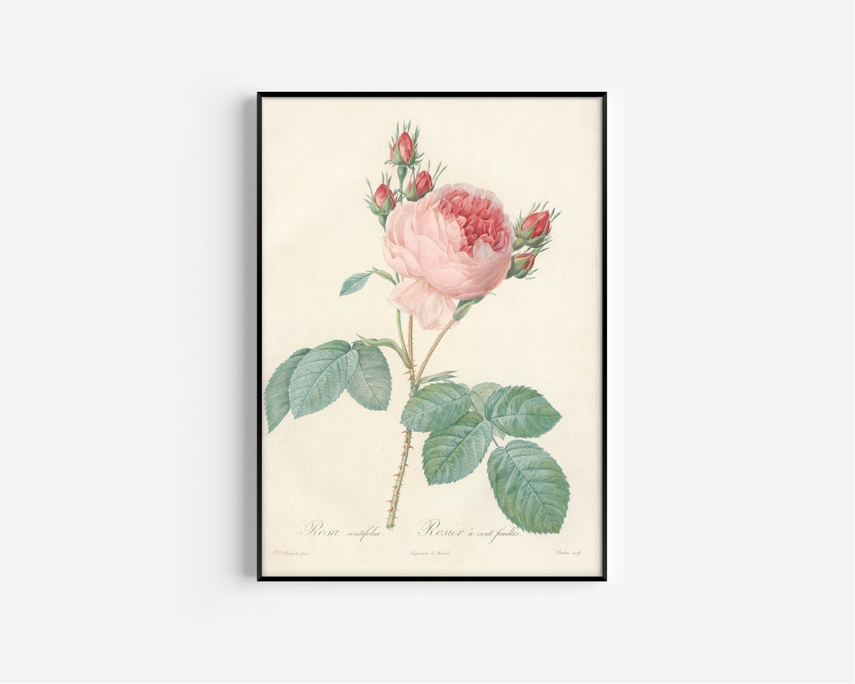 Pierre-Joseph Redouté — Les Roses: Rosa centifolia | Botanical Illustration Print