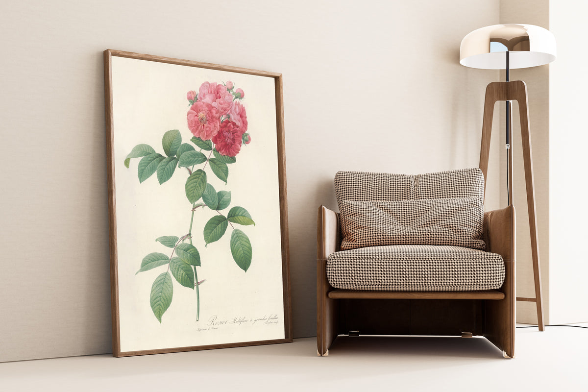 Pierre-Joseph Redouté — Les Roses: Rosier Multiflore à grandes feuilles | Botanical Illustration Print