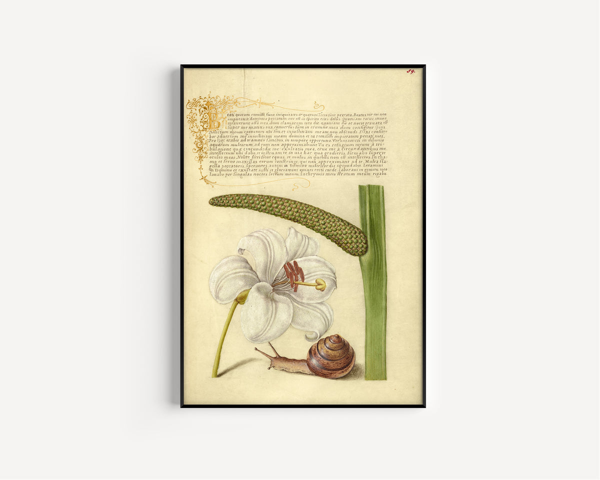 Joris Hoefnagel — Madonna Lily, Terrestrial Mollusk, and Sweet Flag | Botanical Calligraphy Print