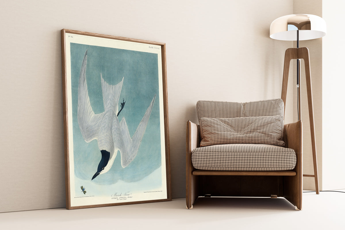 John James Audubon — Marsh Tern | Natural History Print