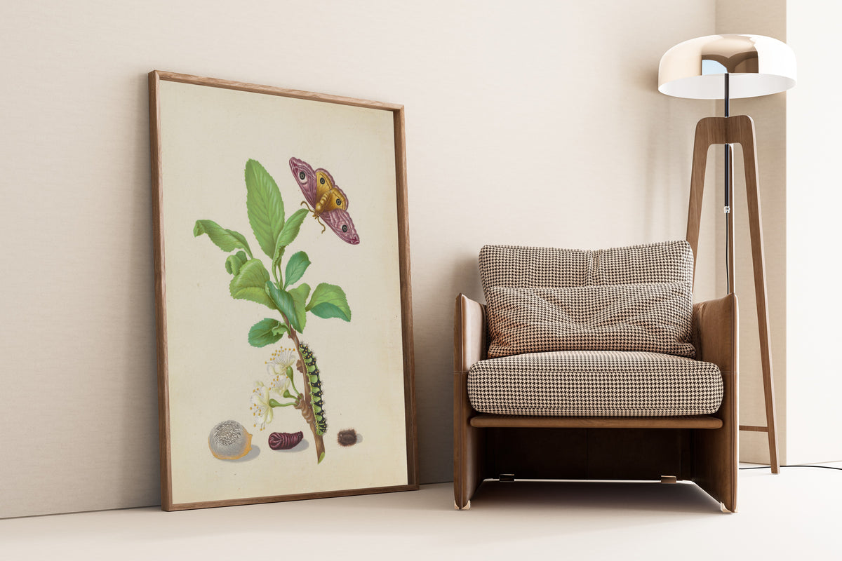 Framed art print of Metamorphosis of a Small Emperor Moth on a Damson… by Maria Sibylla Merian, leaning against a wall beside an armchair and a floor lamp