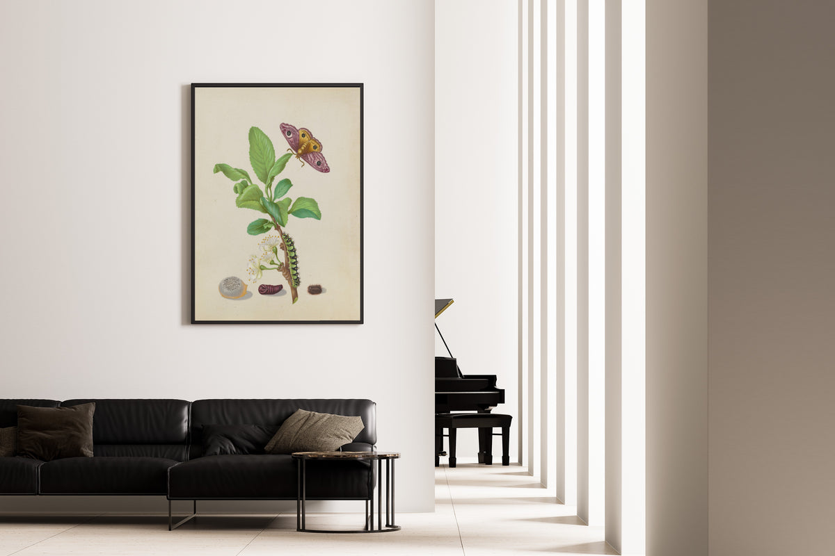 Framed art print of Metamorphosis of a Small Emperor Moth on a Damson Plum, plate 13 of the… by Maria Sibylla Merian, on the wall of a minimal living room