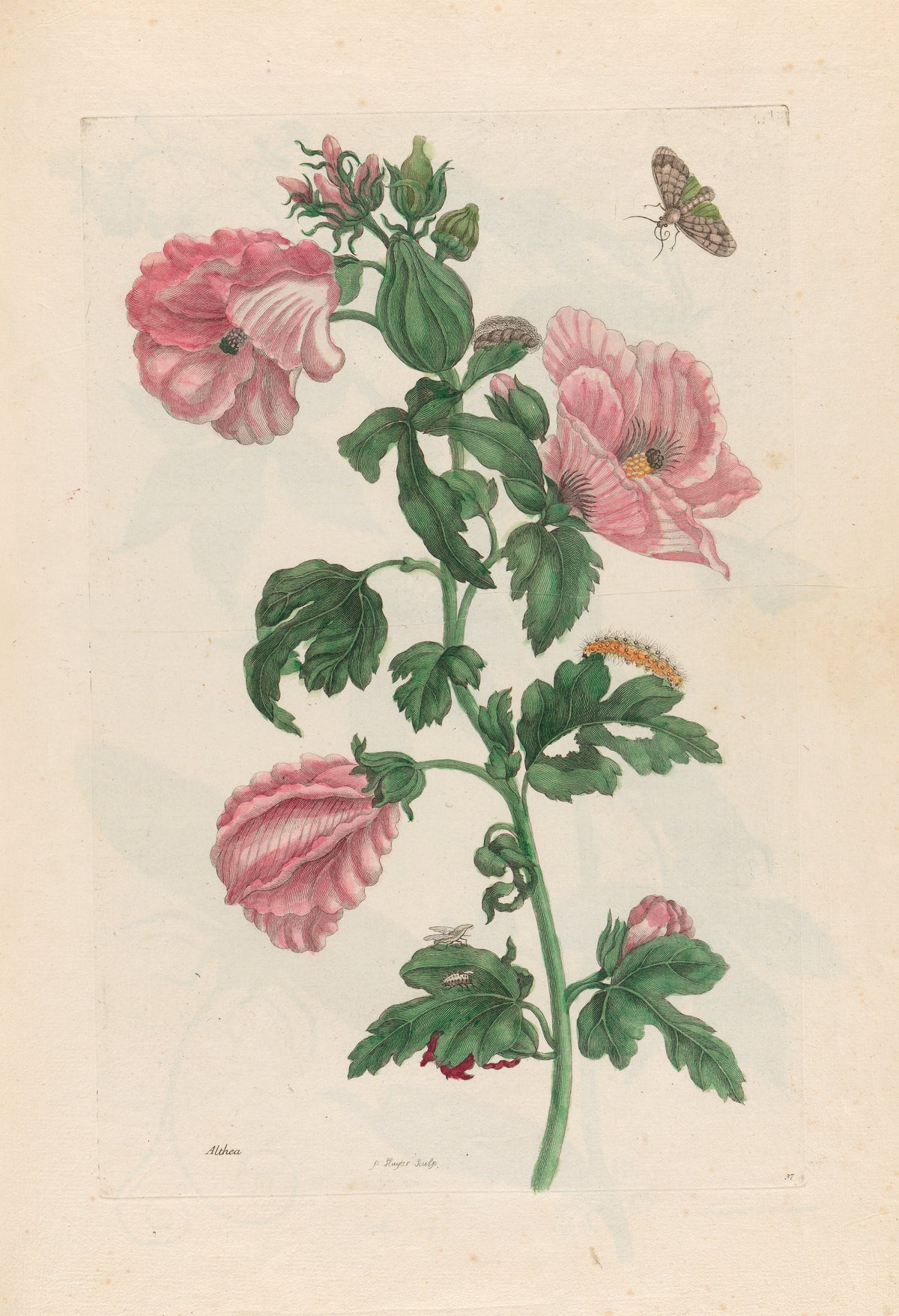 Metamorphosis of the Insects of Surinam: Althea by Maria Sibylla Merian — Ruffled pink blooms on a leafy stem, with a moth and a caterpillar
