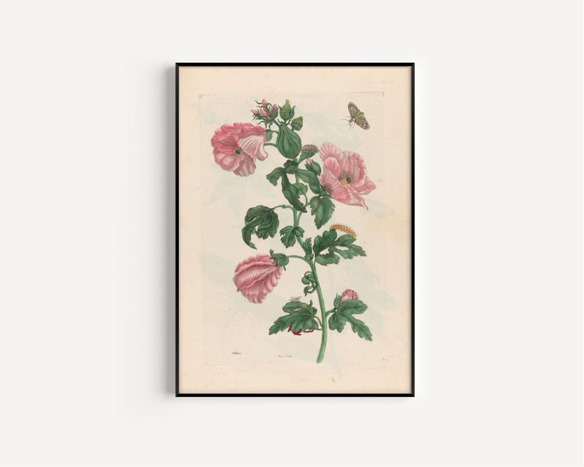 Framed art print of Metamorphosis of the Insects of Surinam: Althea by Maria Sibylla Merian, in a slim black frame on a plain white wall