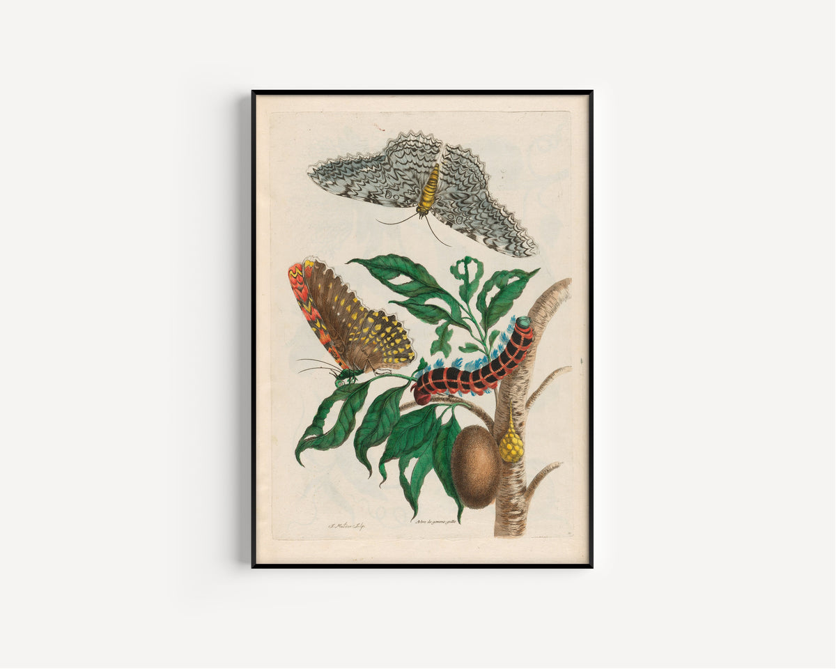 Framed art print of Metamorphosis of the Insects of Surinam: Arbre de gomme-gutte by Maria Sibylla Merian, in a slim black frame on a plain white wall
