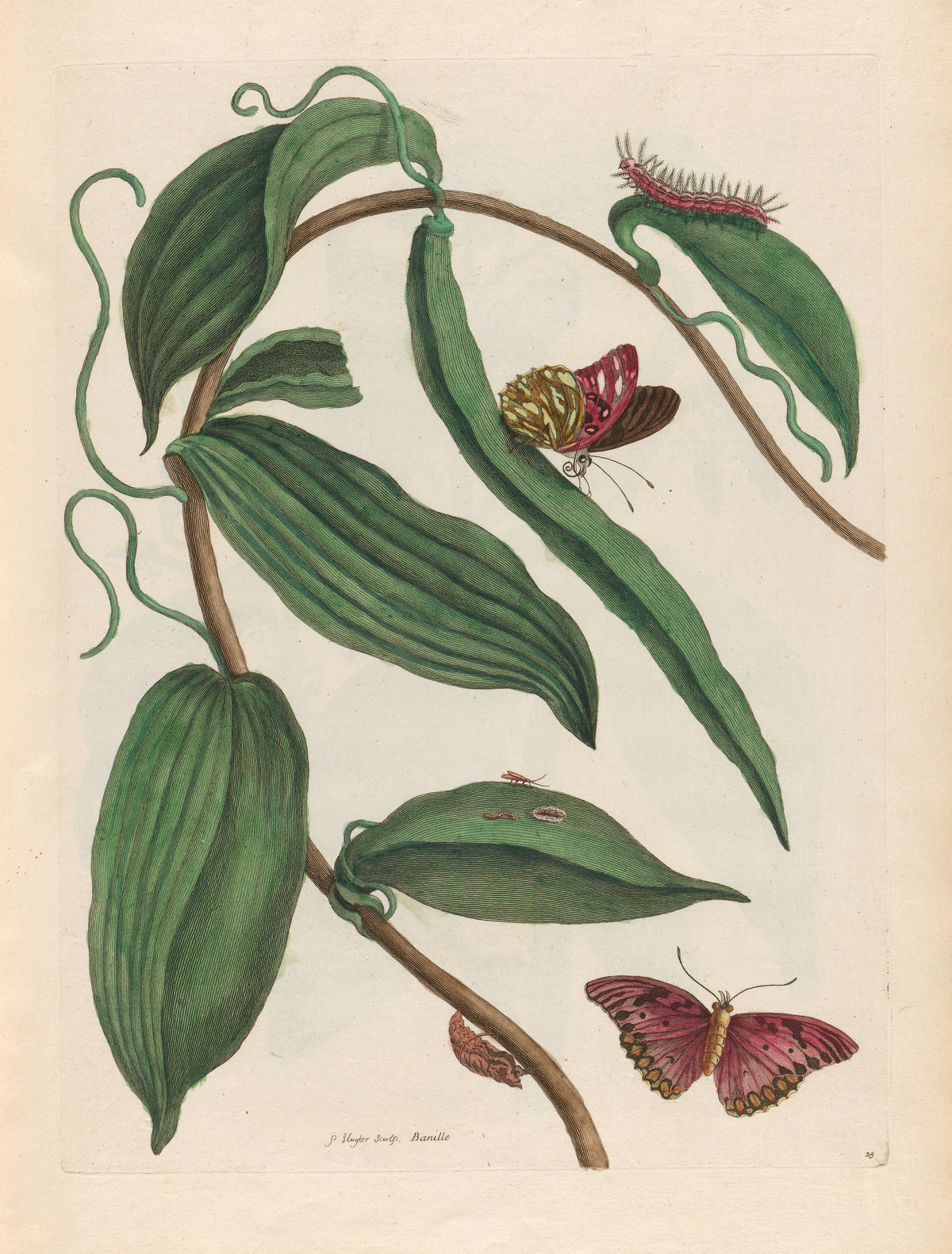 Metamorphosis of the Insects of Surinam: Banille by Maria Sibylla Merian — A vanilla vine in broad green leaves with two rose-red butterflies
