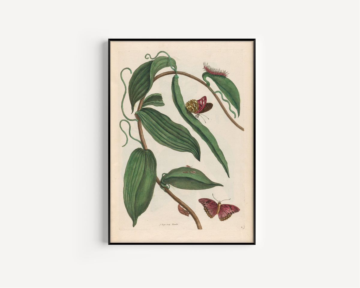 Framed art print of Metamorphosis of the Insects of Surinam: Banille by Maria Sibylla Merian, in a slim black frame on a plain white wall