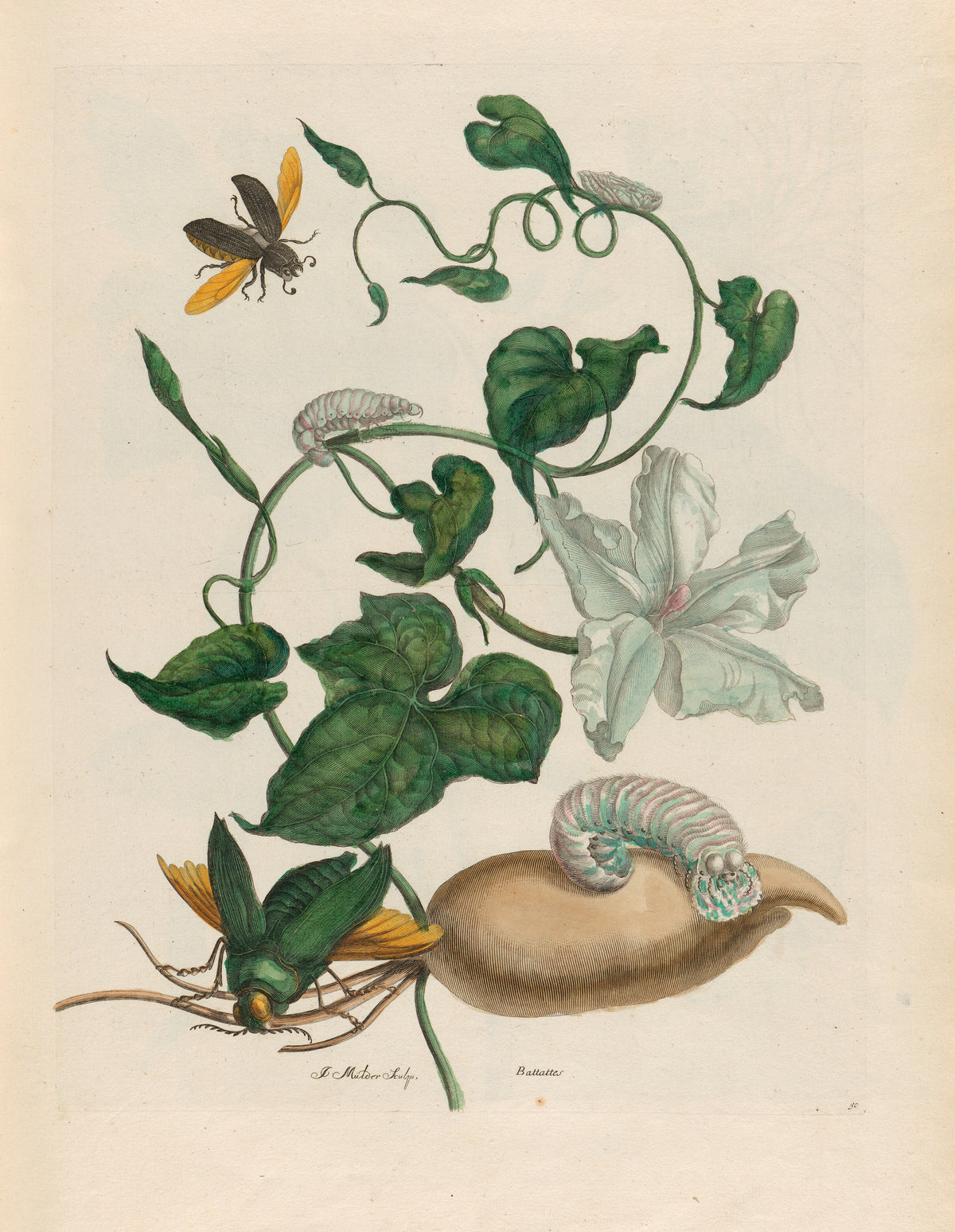 Metamorphosis of the Insects of Surinam: Battattes by Maria Sibylla Merian — A white ruffled flower, a pale tuber and two bright beetles