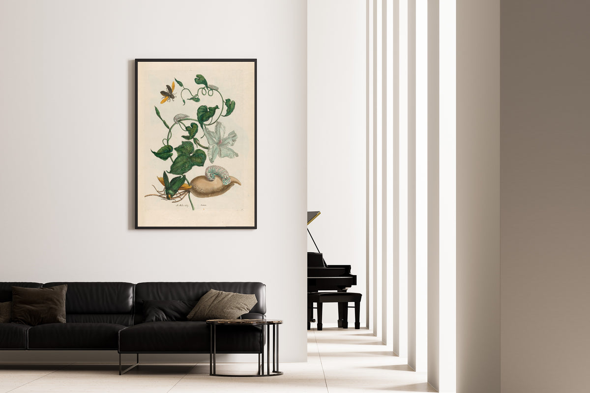 Framed art print of Metamorphosis of the Insects of Surinam: Battattes by Maria Sibylla Merian, on the wall of a minimal living room