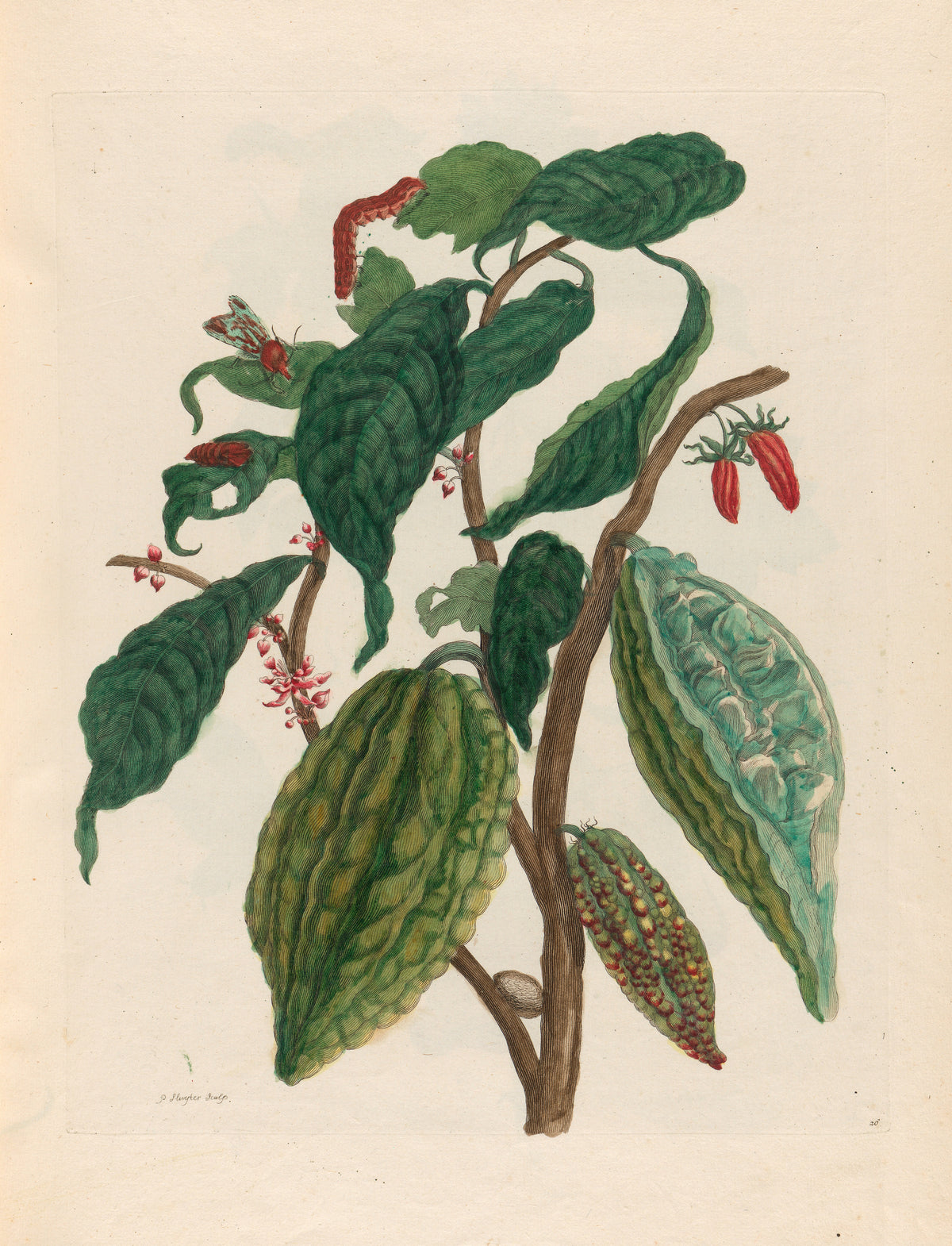 Metamorphosis of the Insects of Surinam: Cacao by Maria Sibylla Merian — Cacao pods, a red caterpillar and a winged insect on a branch