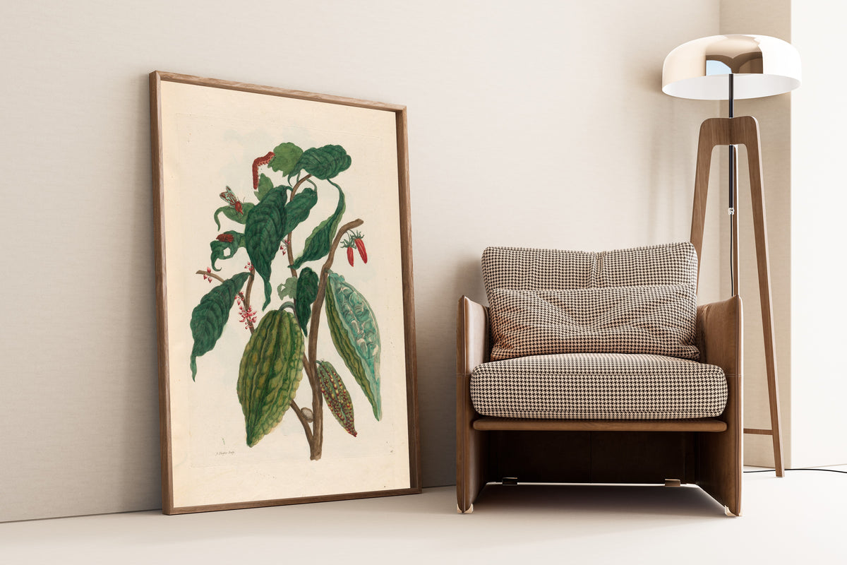 Framed art print of Metamorphosis of the Insects of Surinam: Cacao by Maria Sibylla Merian, leaning against a wall beside an armchair and a floor lamp