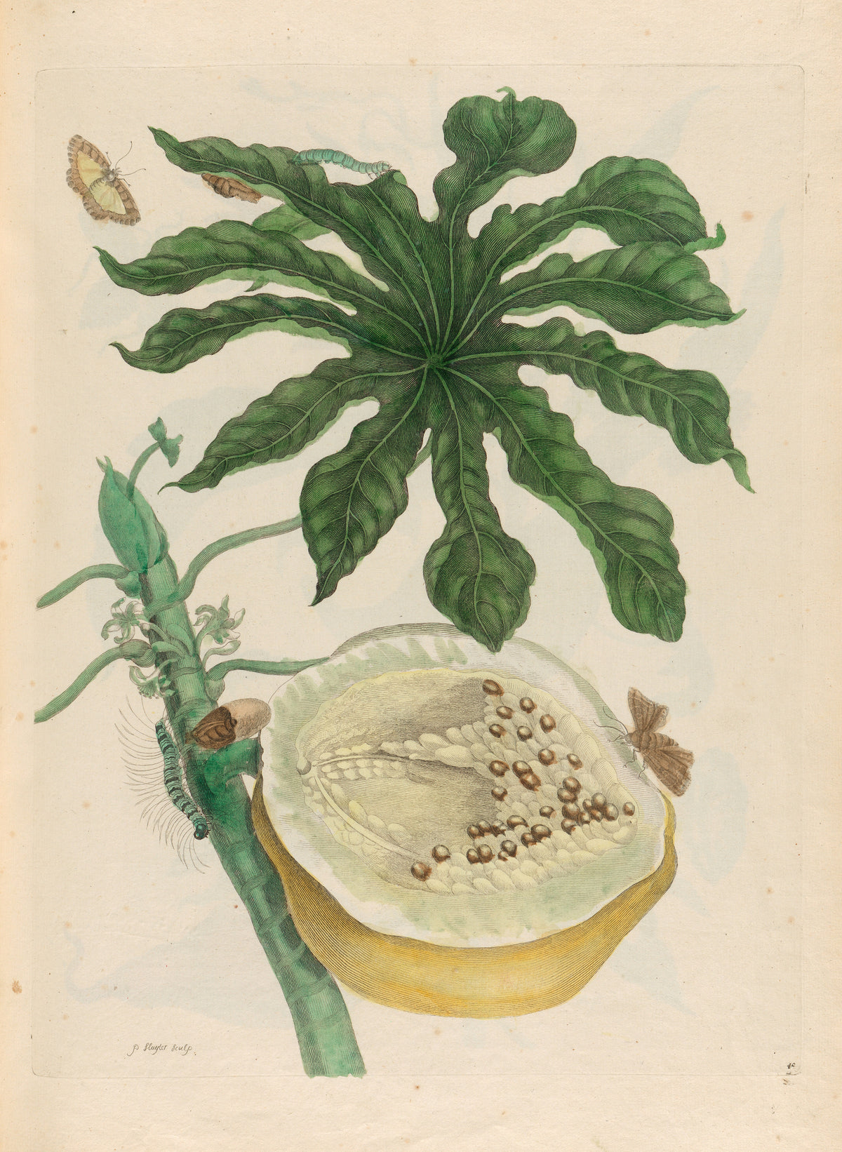 Metamorphosis of the Insects of Surinam: Carica papaya by Maria Sibylla Merian — A papaya crown and halved fruit among moths and caterpillars